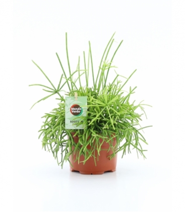 Rhipsalis