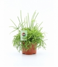 Rhipsalis