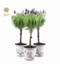Lavandula