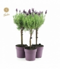 Lavandula