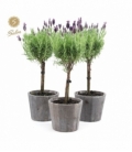 Lavandula
