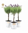 Lavandula