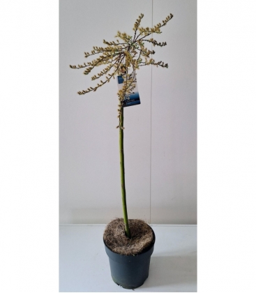 Salix