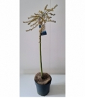 Salix