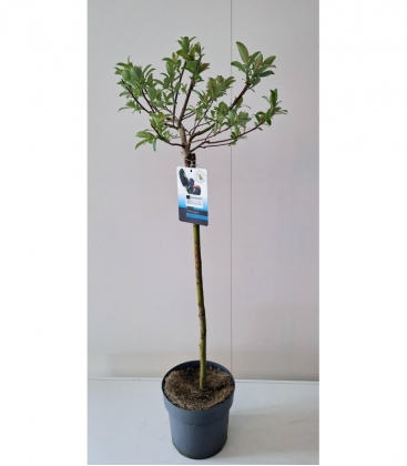 Salix