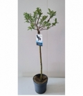 Salix