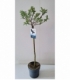 Salix