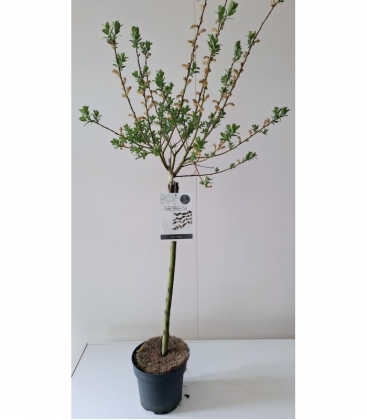 Salix