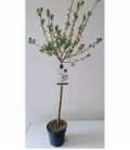 Salix