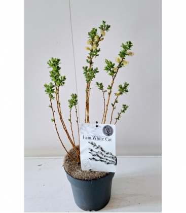 Salix