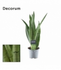 Sansevieria
