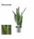 Sansevieria
