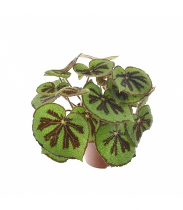 Begonia