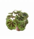 Begonia