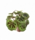 Begonia