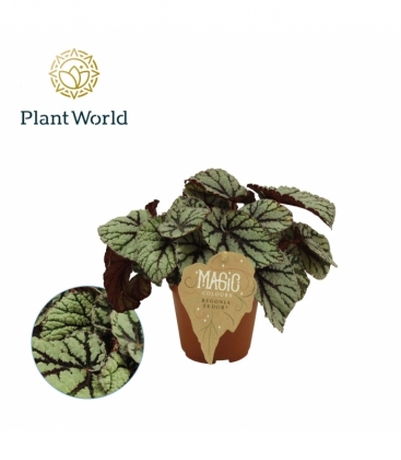 Begonia