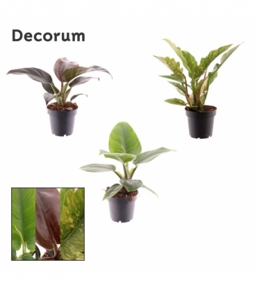 Philodendron
