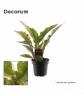 Philodendron