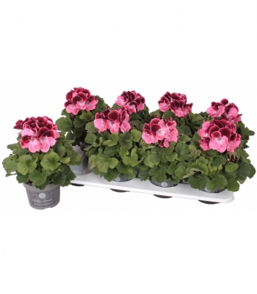 Pelargonium