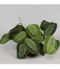 Maranta