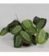 Maranta