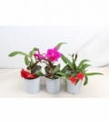 Cattleya