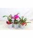 Cattleya