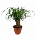 Beaucarnea