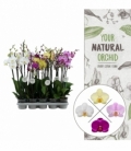 Phalaenopsis