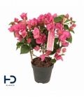 Bougainvillea
