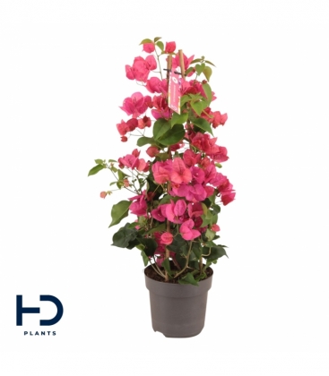 Bougainvillea
