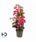 Bougainvillea