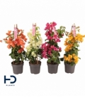 Bougainvillea