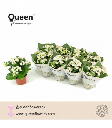 Kalanchoe