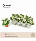 Kalanchoe
