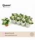 Kalanchoe
