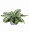 Streptocarpus