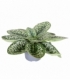 Streptocarpus