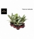 Aglaonema