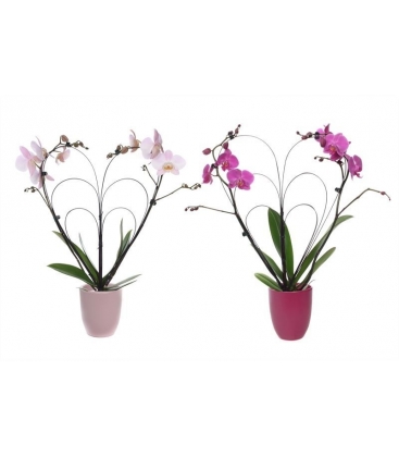 Phalaenopsis
