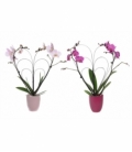 Phalaenopsis