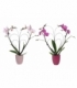 Phalaenopsis