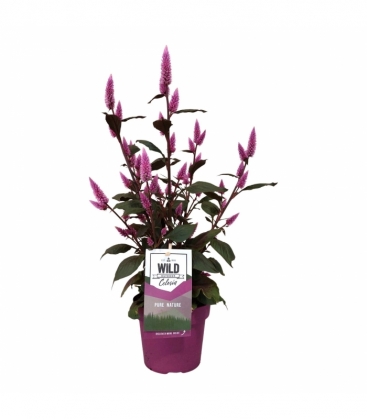 Celosia