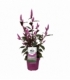 Celosia