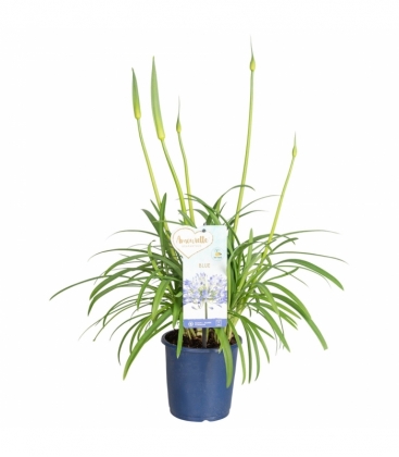 Agapanthus