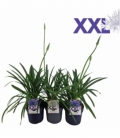 Agapanthus