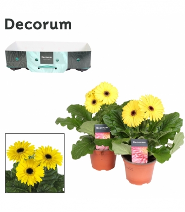 Gerbera