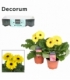 Gerbera