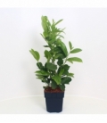 Prunus