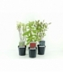 Cornus